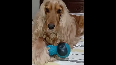 #dogshow , #animals , #dogs , #shorts