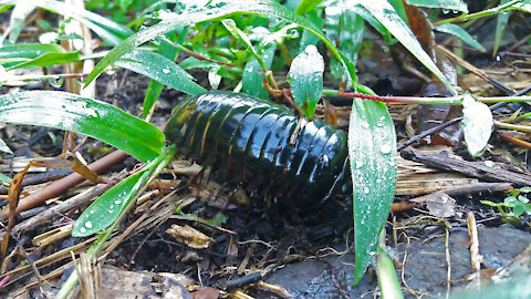 Black Pill Milipede a.k.a Roly Poly