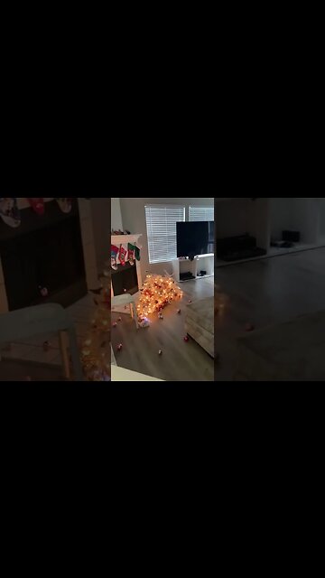 Acel moment cand,fara sa i faci nimic,bradul sare la bataie!