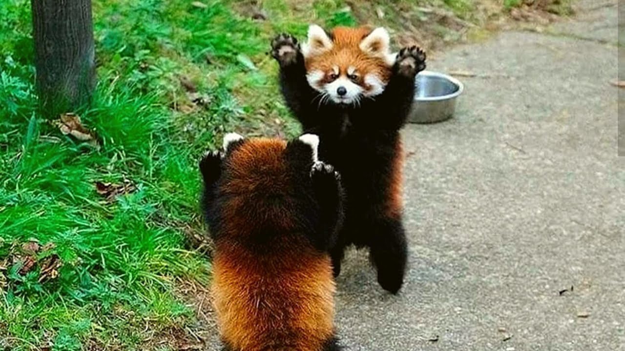 Sweet Adorable Precious Red Panda - The Cutest Red Panda Ever