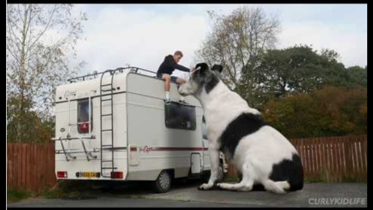 The worlds BIGGEST dog!