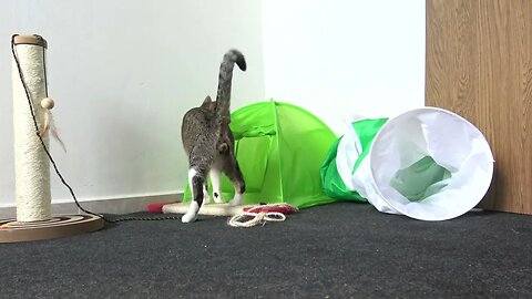 Cat Plays in His Toy Park
