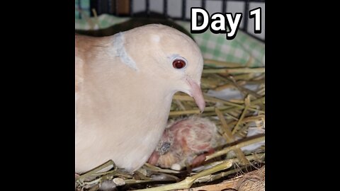 Ringneck Dove just one baby day 01