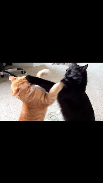 funny cat videos | funny cats fighting #shorts