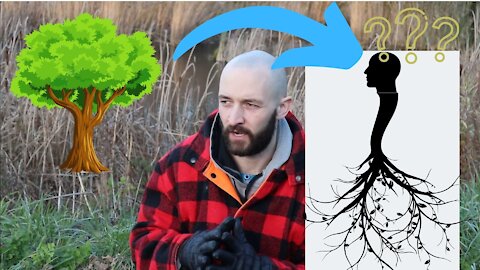 Are We Upside Down Trees??