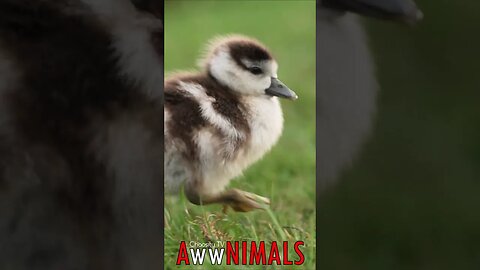 #AwwNIMALS - Fuzzy Goslings