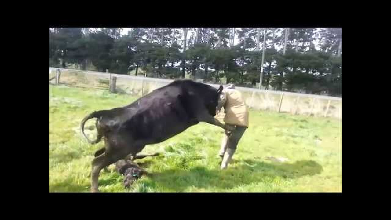 Mother Cow Protects Baby Calf, Attacks Dairy Farmer