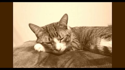 Cat Photo Sepia