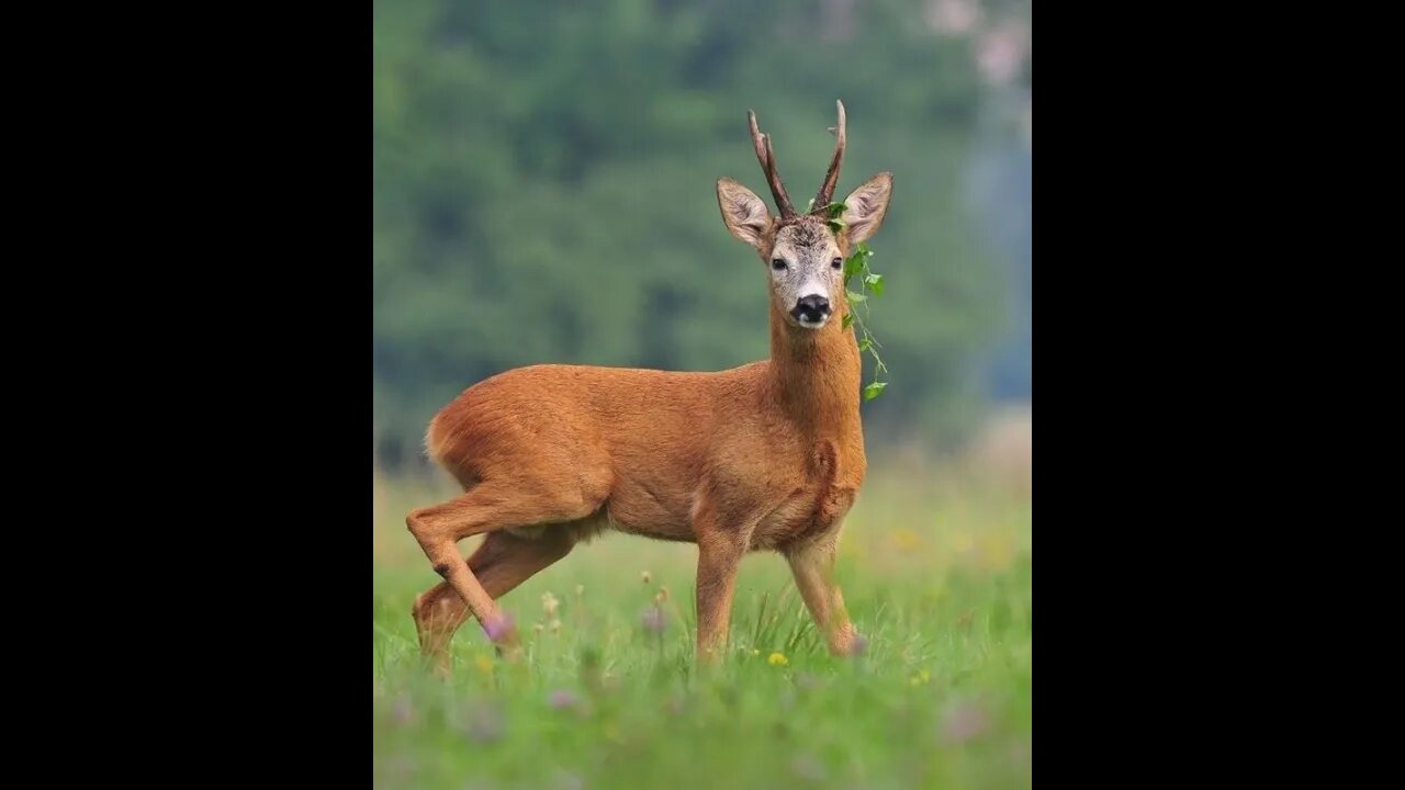 Unraveling the Mystery: Male vs. Female Roe Deer's Fascinating Traits