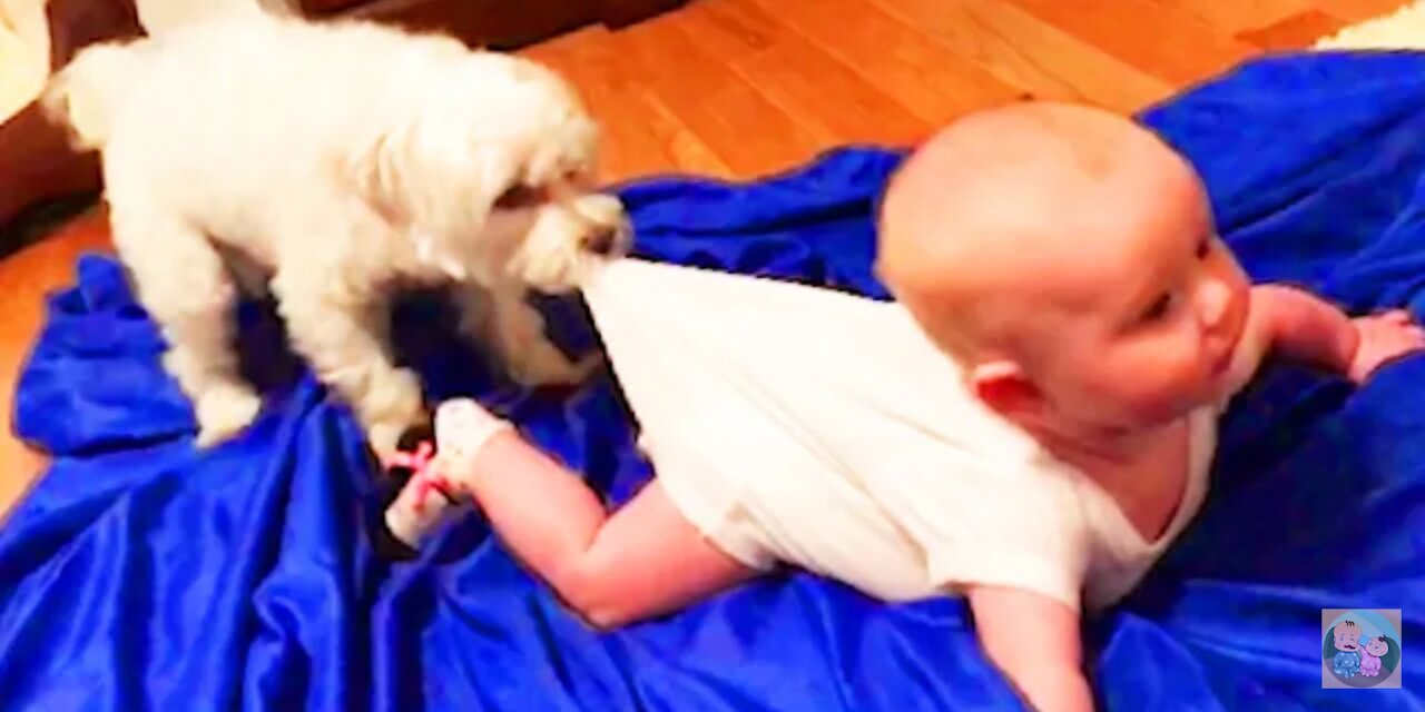 cutest dogs babysitting babies video hd