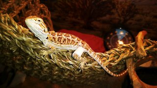 🦎 Hand-Feeding Jupiter, Baby Bearded Dragon ❤