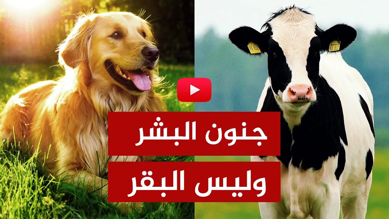 جنون البشر🔴 خطة القضاء على البقر وتحويل البشر إلى حيوانات نباتية!