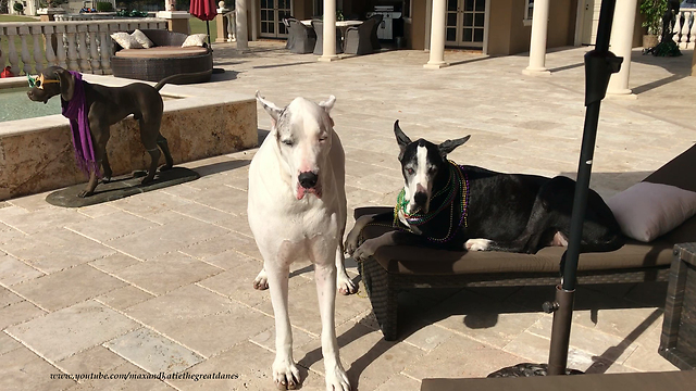 Funny Great Dane Debates If He Should Go For a Swim