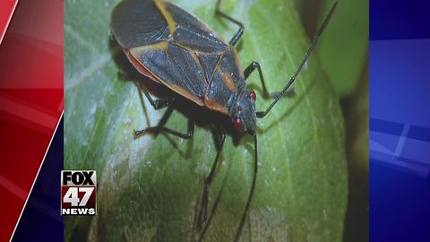 Keeping boxelder bugs out of your home
