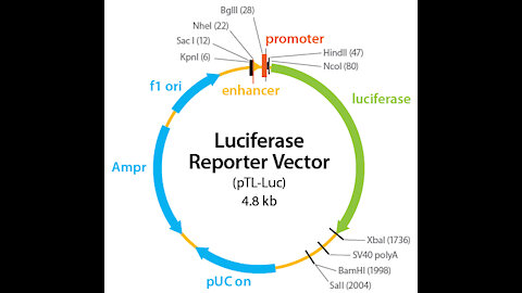 LUCIFERASE IS IN THE VAXX AND IS THE MARK OF THE BEAST