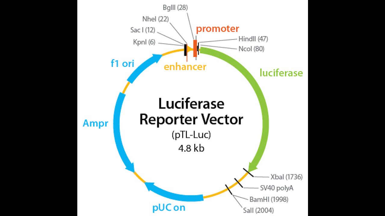 LUCIFERASE IS IN THE VAXX AND IS THE MARK OF THE BEAST