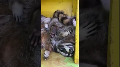 #shorts Смешные Еноты Из Тик Ток 48 Funny Tik Tok Raccoons