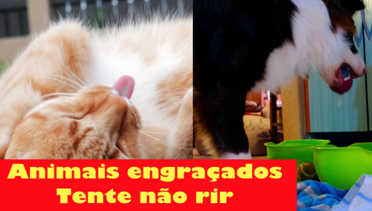 Animais engraçados [ Tente não rir ] sandro09 memes