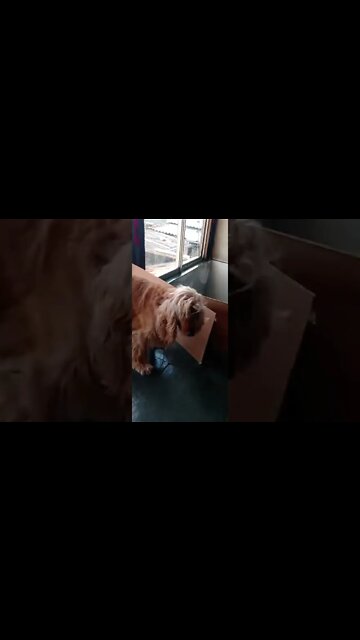 dogshow golden , shorts