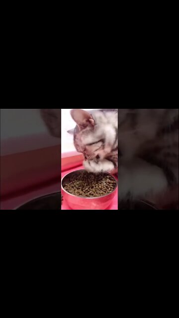 Can someone Donate a Spoon for this Poor Hungry...#short