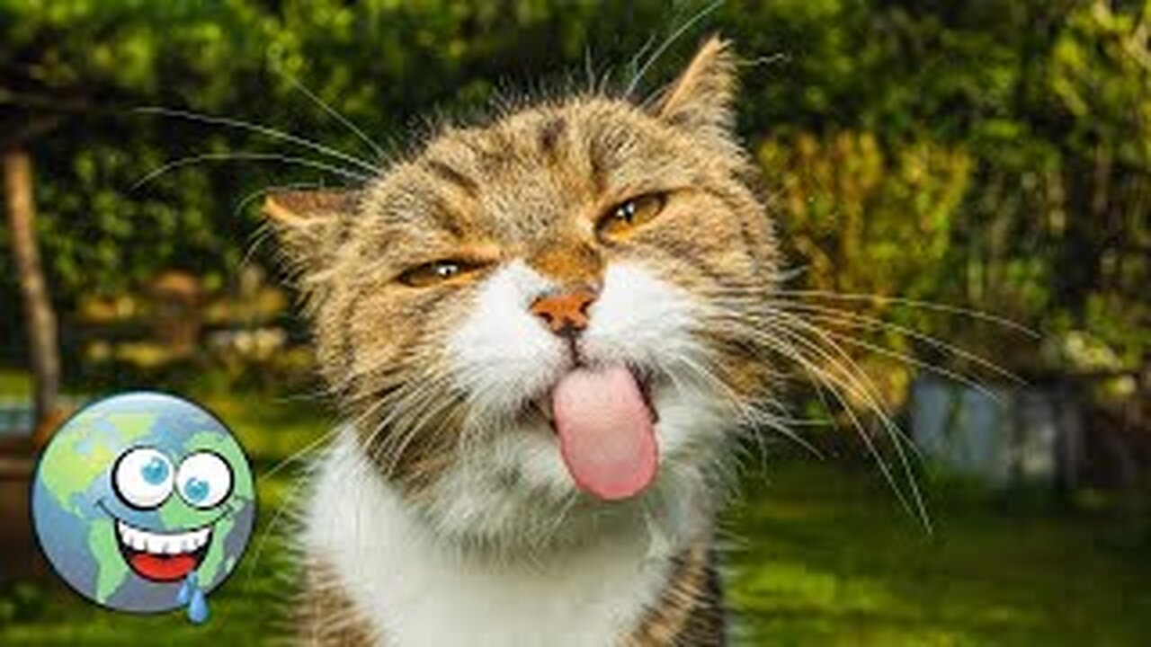 Funny animals | Kitten Videos | Funny Animals | Kitten Videos