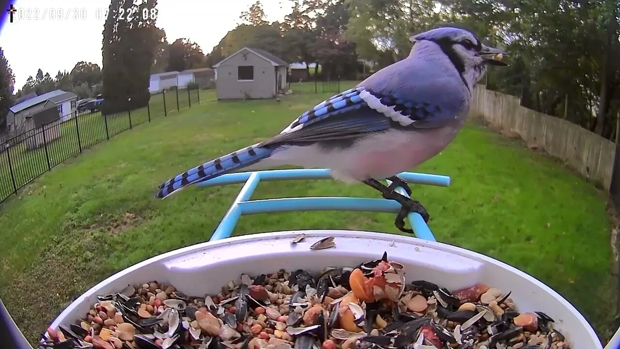 40 Minutes Of Birds Eating