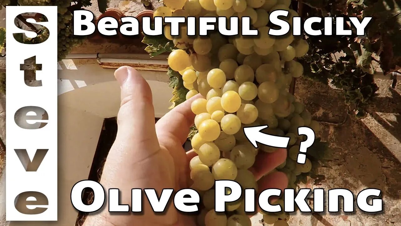 HOW do they PICK OLIVES 🫒 - Touring Europe 11