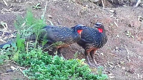Jacu na terra em busca de alimentos Jacuaçu jacuguaçu, guans