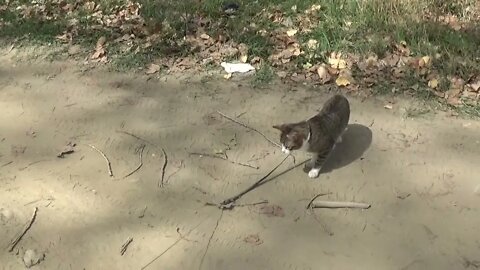 Cat Walks through a Forest Near a River