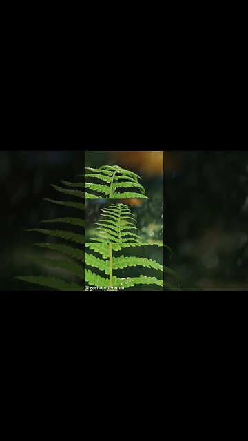 Doctor Masaru Emoto Proves that Oceans are a Living Coinsciousness #masaruemoto