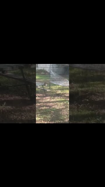 Cats Being Lazy On The Picnic Table