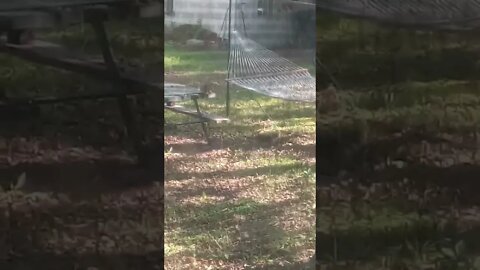 Cats Being Lazy On The Picnic Table