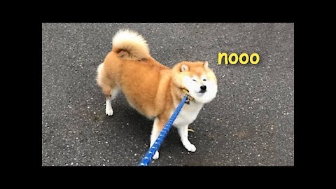 Dog not wanna walk