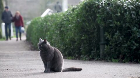 cat sitting on the street