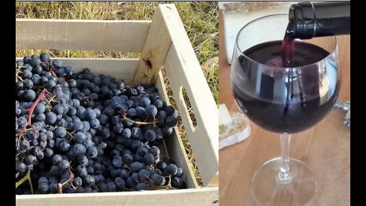 How to Make Wine From Grapes|| Homemade Grape Wine|| Easy Wine Recipe