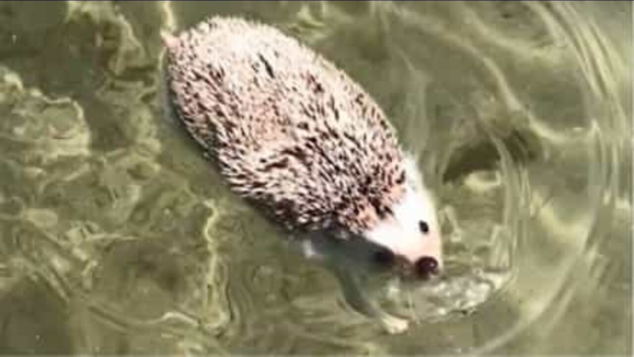 Pindsvin bruger dagen på stranden