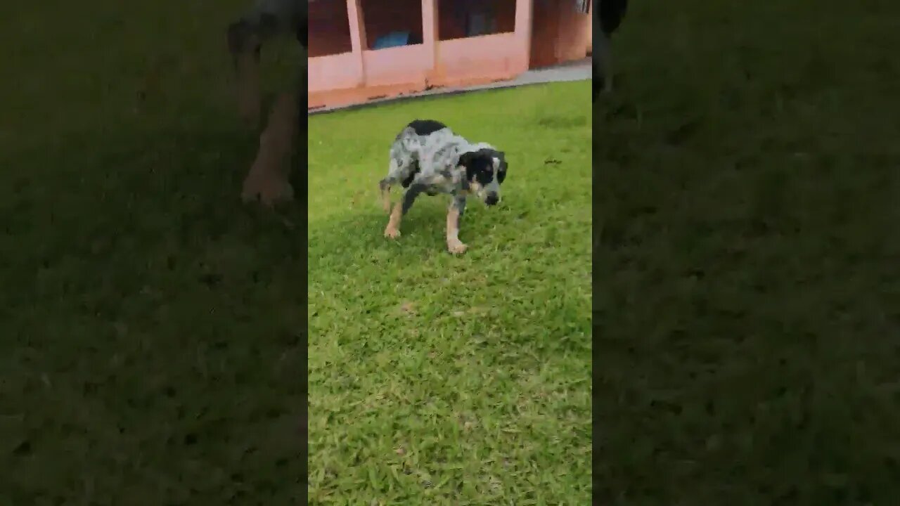 Dog Boiadeiro corajoso 🤠🐕 #shorts #roça #animals #bicho #dog #pet #cachorro #fazenda #boiadeiro #sp