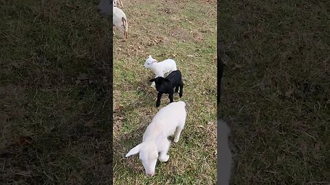 When Lambs Attack!!! Watch to the end. 🫣🐑🐑🐑 @UncleTimsFarm #kärnəvór