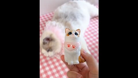 Aww cute cat videos funny ❤️