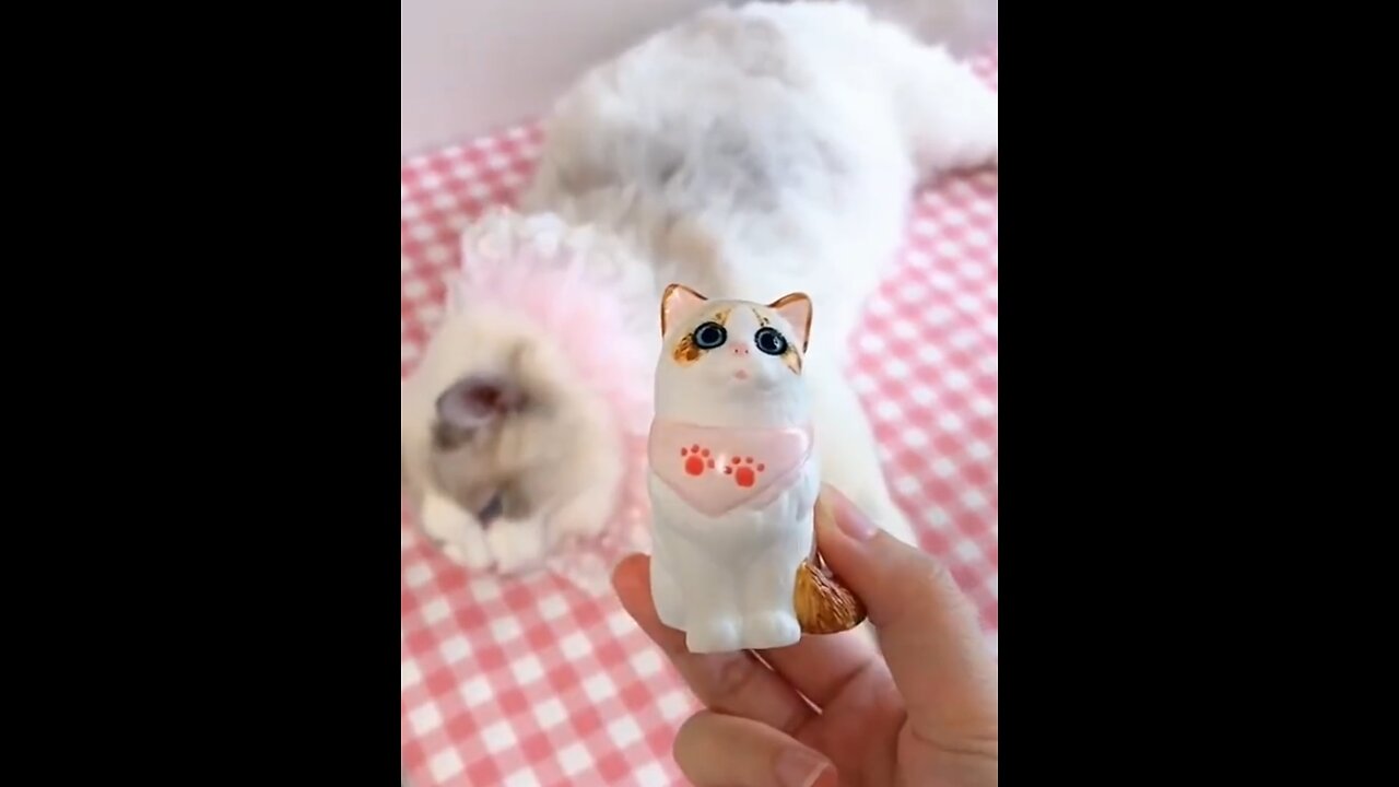Aww cute cat videos funny ❤️