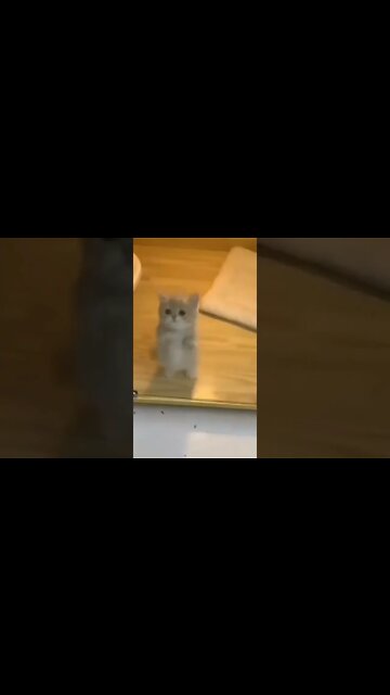 #cats #persiancats #funnycats #shorts #cutecat #youtubeshorts