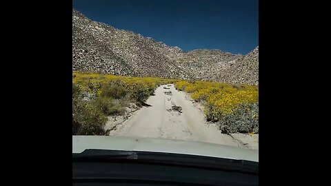 Indian gorge and amazing yellow flowers