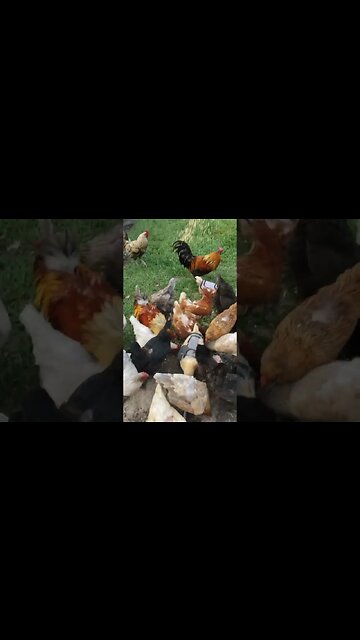 Peanut Time #chickens #homesteading #chickenlife