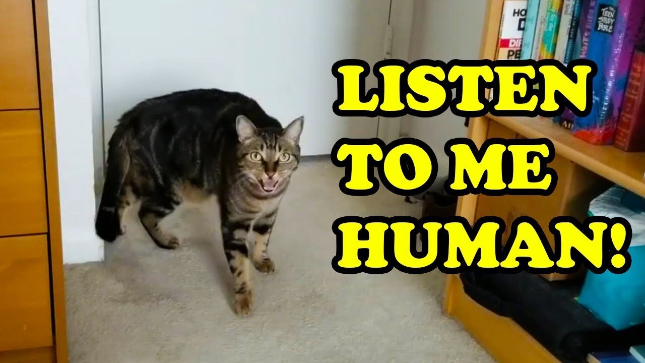 🆕cats Talking Like Humans Cats Talking Like Humans Top Video