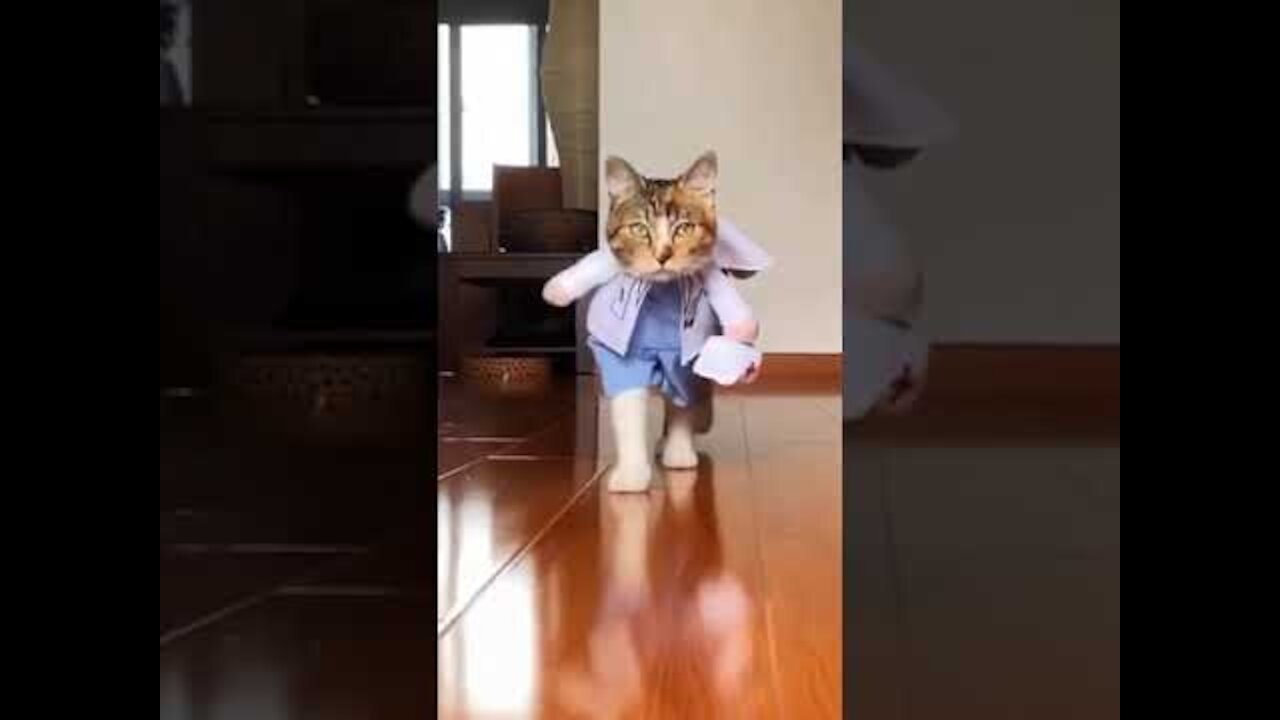 Baby Cats😘 - Cute and Funny Cat Videos Compilation #14 - Cute Animal Overload #shorts