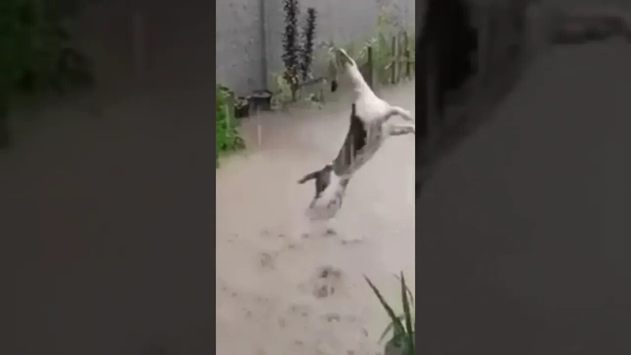 A dog in went berserk after a downpour brought relief for everyone from the long and unbearable