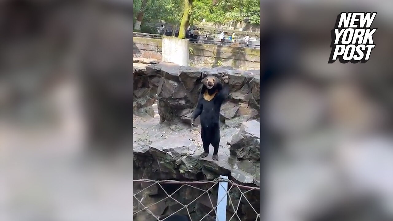 Now 'human bear' at Chinese Zoo is seen waving in new video