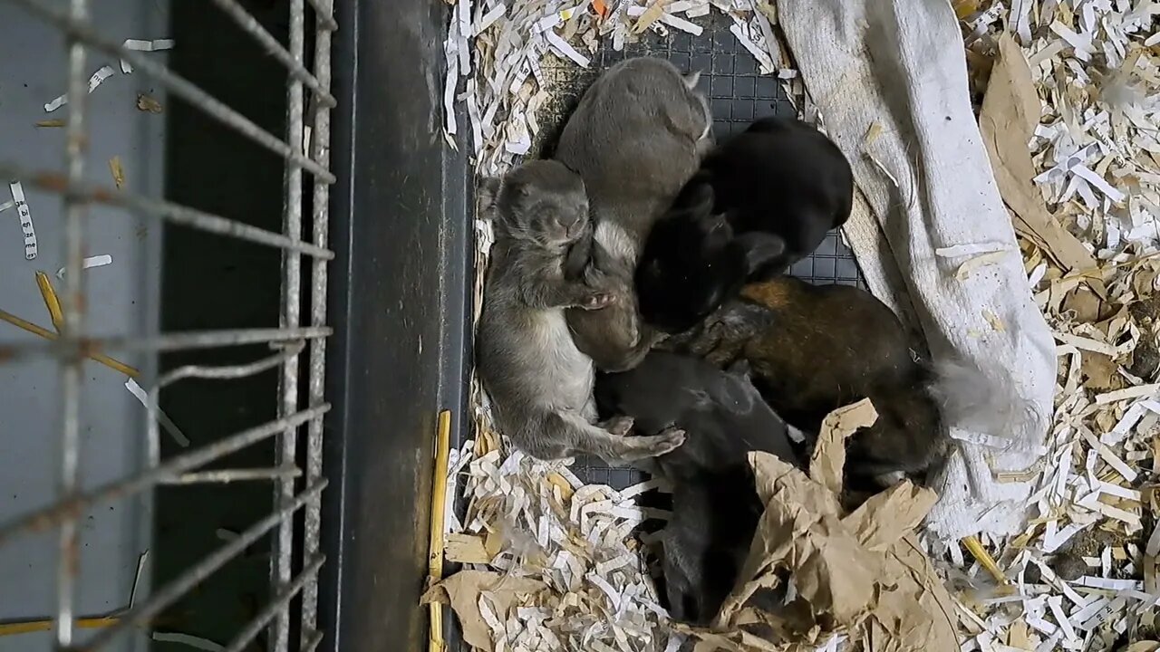 BLUE VIENNA x Californian BABY RABBITS KITS 10 DAYS OLD: Blue Black and Agouti/Isabella. Konijntjes