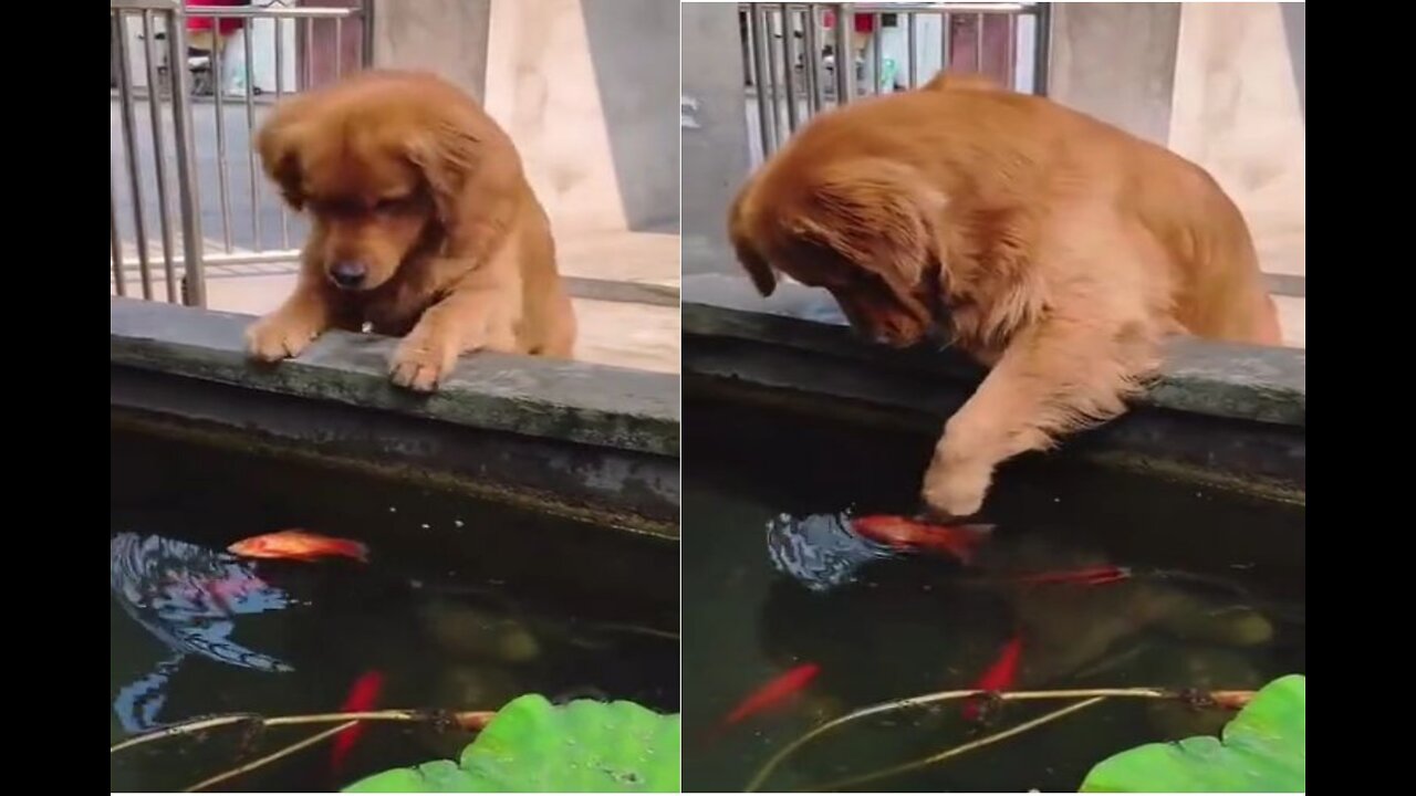 Watch this dog what he does with the fish