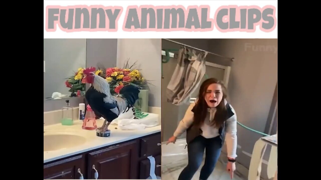 funny animal video #3